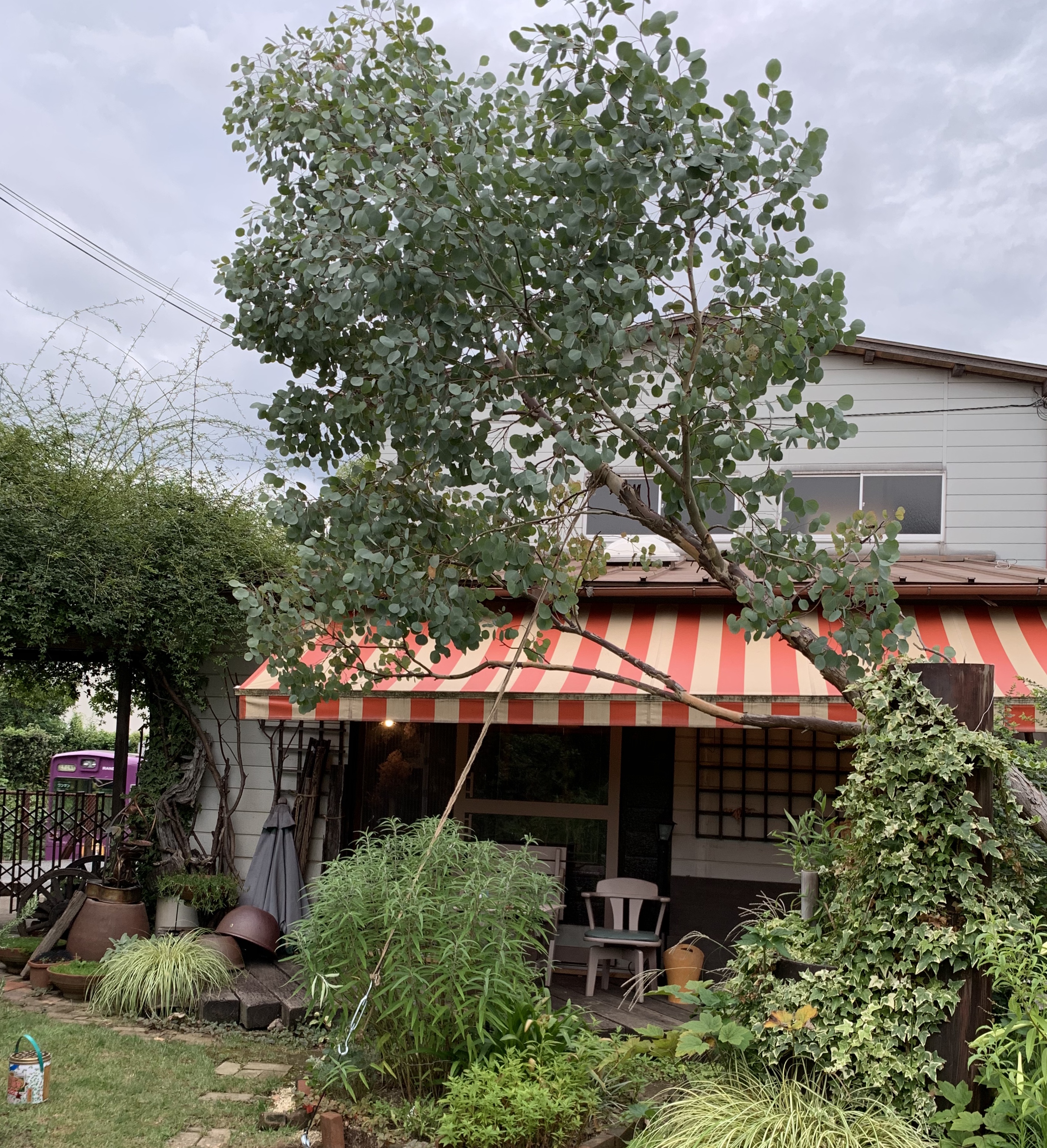 シンボルツリー2代目「ユーカリポポラス」 | YUUKIESGARDEN（ゆうきい