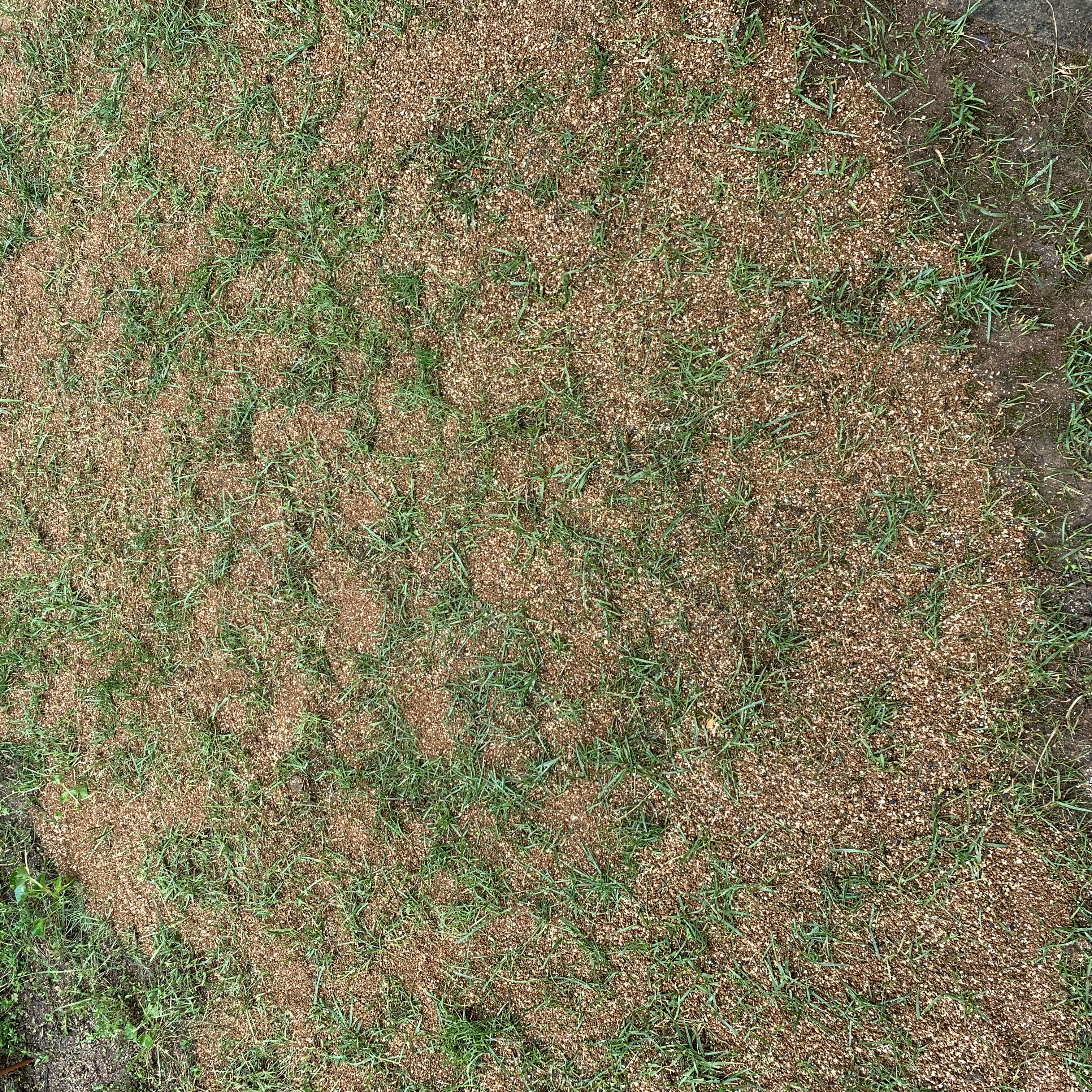 芝生の種まき終わりました Yuukiesgarden ゆうきいずがあでん