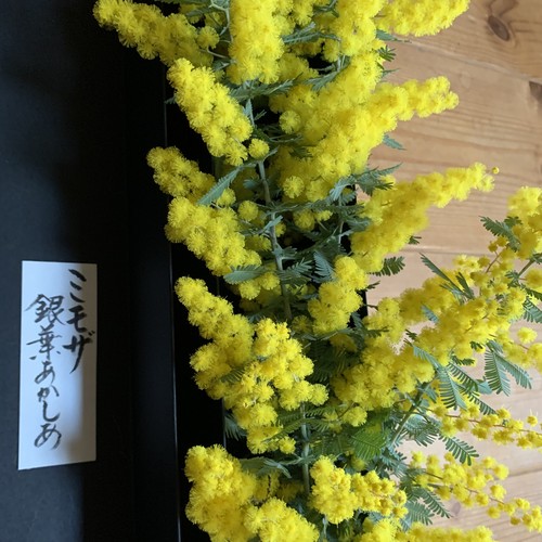 ボックスフラワー 季節の切花　3月ミモザ(銀葉アカシア)