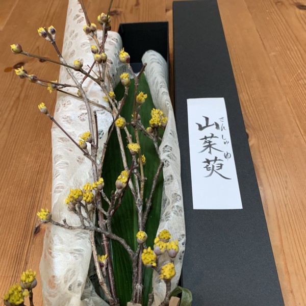 ボックスフラワー 季節の切花　2月山茱萸(ｻﾝｼｭﾕ)